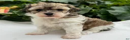 Havapoo dogs for sale: Bianca - Ad 4