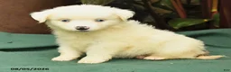 Miniature Australian Shepherd dogs for sale: Reba - Ad 3