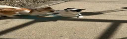 Chihuahua dogs for sale: Chihuahua 1 - Ad 6