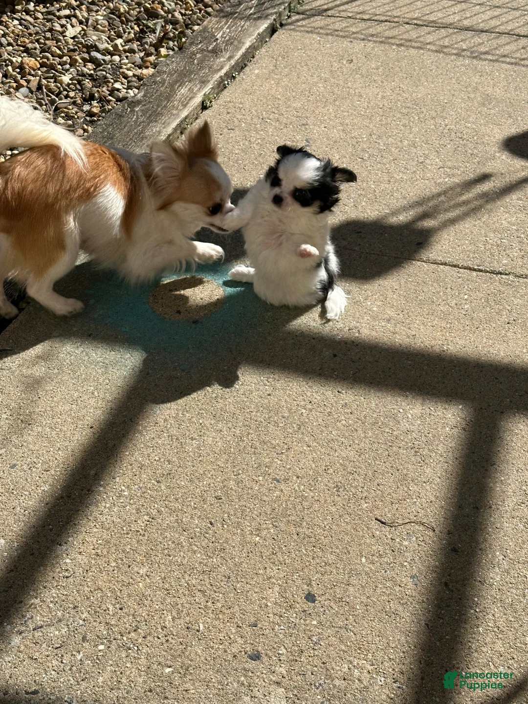 Chihuahua dogs for sale: Chihuahua 1 - Ad 6