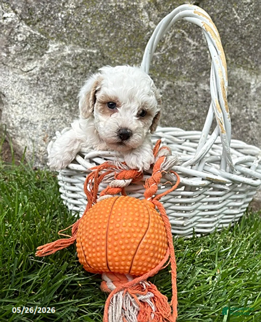 Havapoo dogs for sale: Arlo - Ad 2