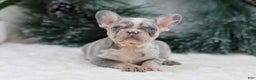 French Bulldog dogs for sale: Filo - Ad 2