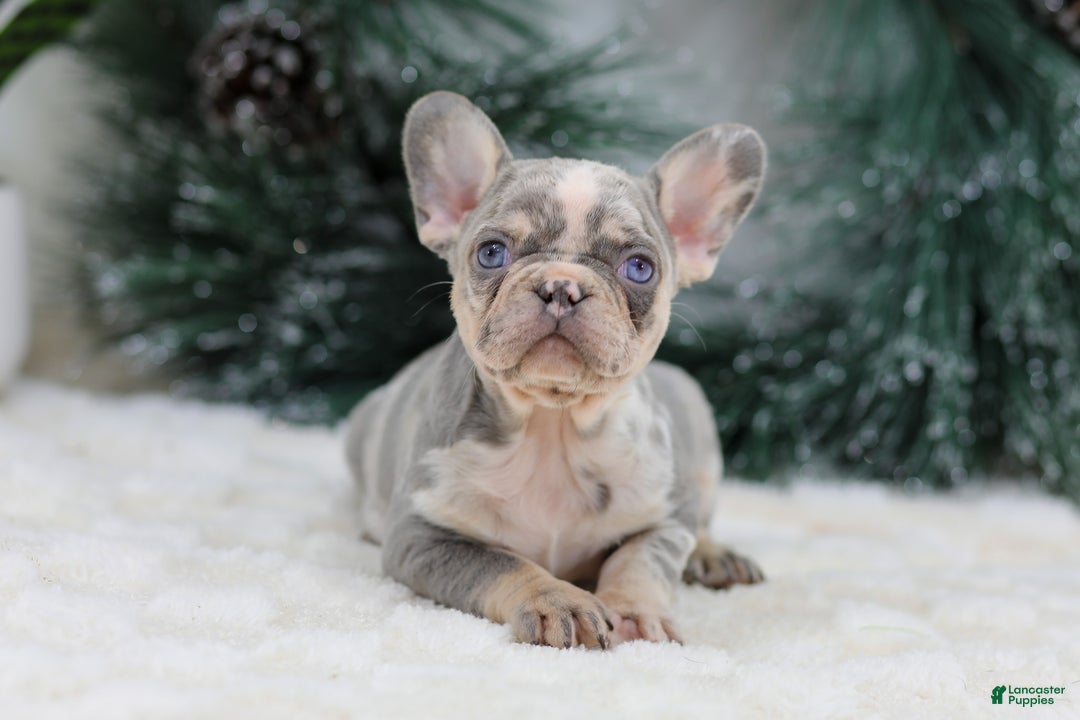 French Bulldog dogs for sale: Filo - Ad 2