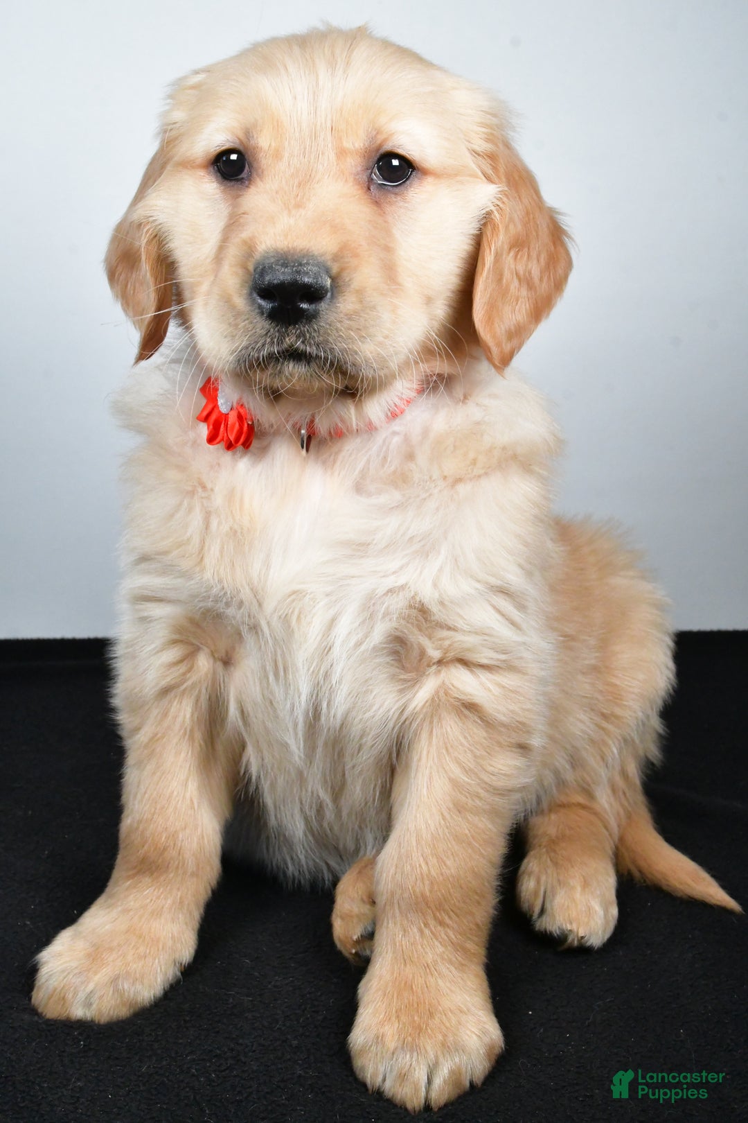 Golden Retriever dogs for sale: Jane - Ad 4