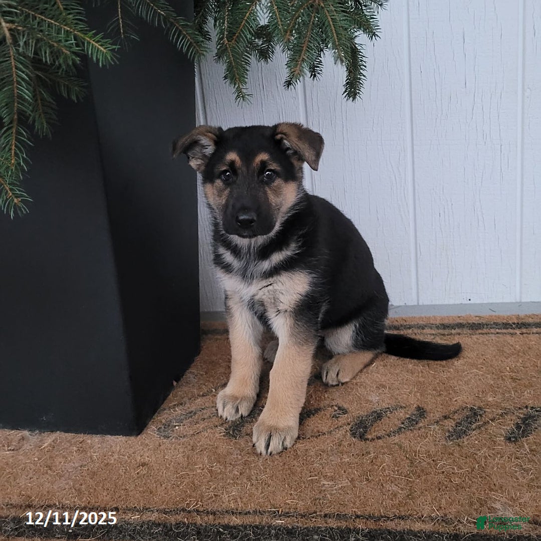 German Shepherd dogs for sale: Zoey - Ad 1