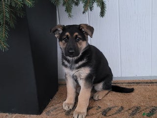 German Shepherd dogs Zoey - Ad 24