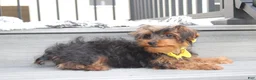 Yorkiepoo dogs for sale: Enzo - Ad 6