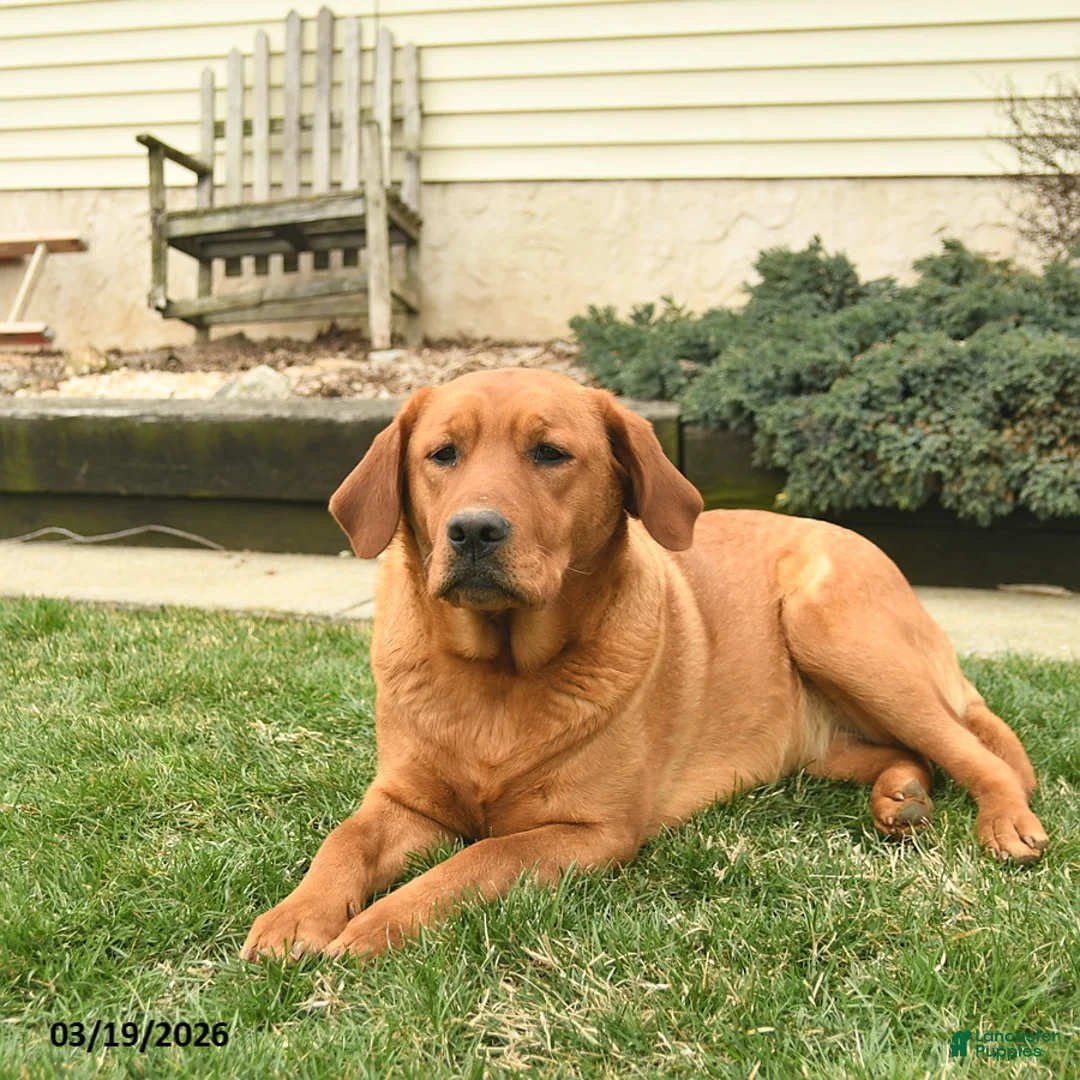 Labrador Retriever dogs for sale: Riba  - Ad 2