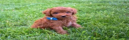 Miniature Poodle dogs for sale: Dakota 💕🐶 - Ad 10