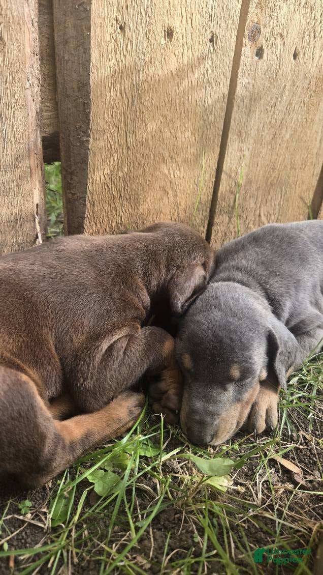 Doberman Pinscher dogs Doberman Pinscher 8 - Ad 3