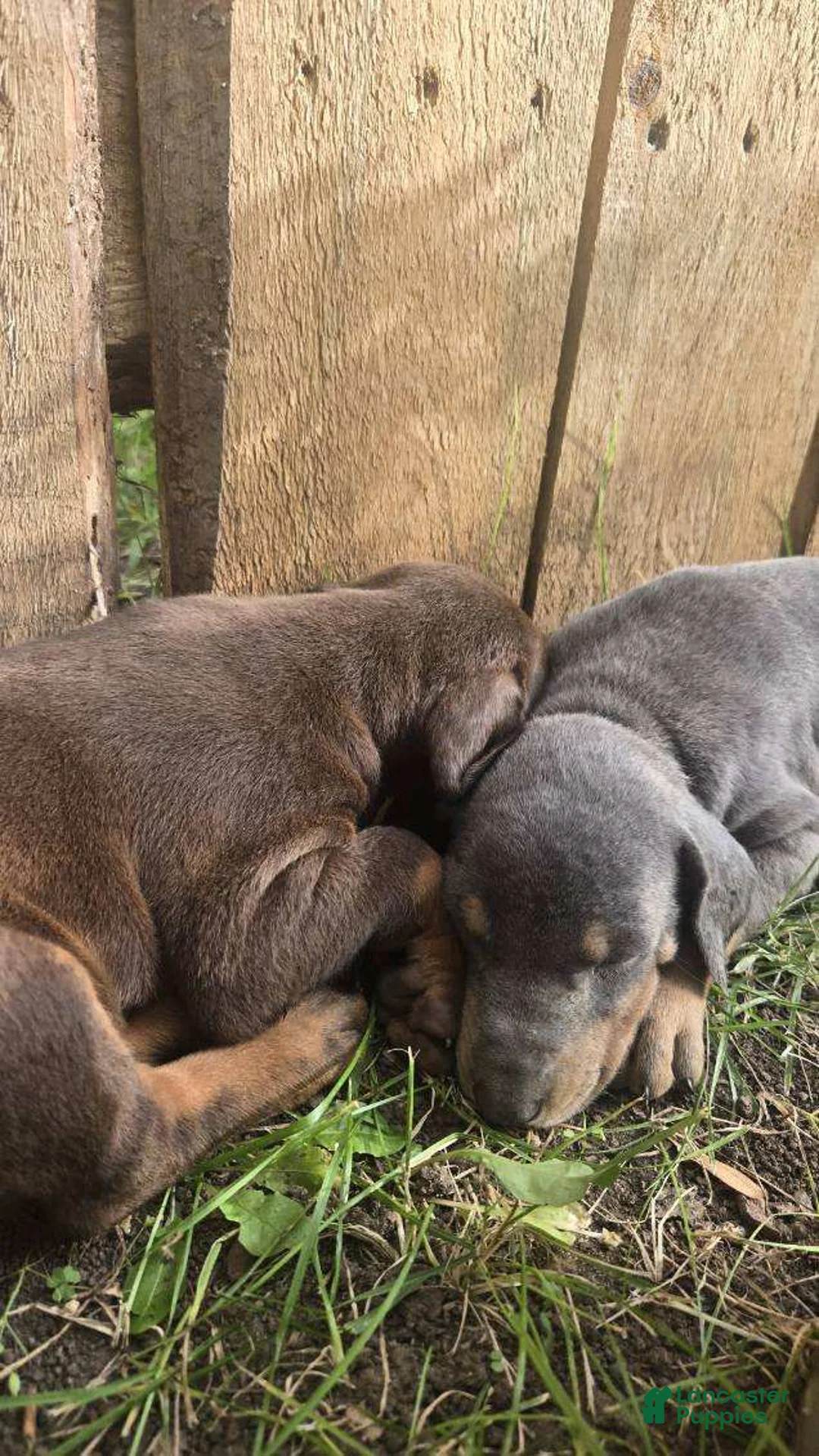 Doberman Pinscher dogs for sale: Doberman Pinscher 8 - Ad 1