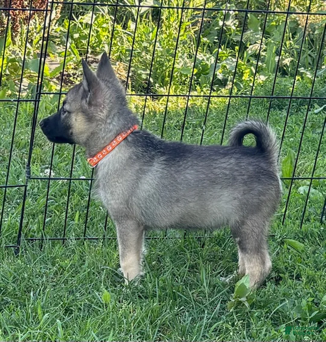 Norwegian Elkhound dogs for sale: Marylou - Ad 2