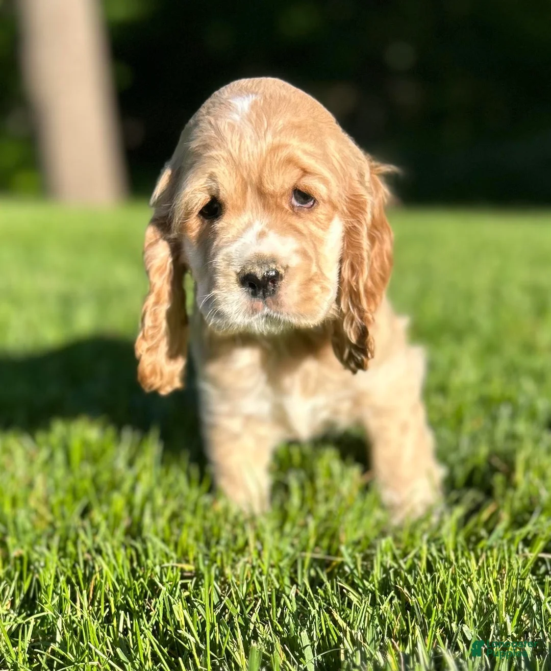 Cocker Spaniel dogs for sale: Gideon - Ad 4