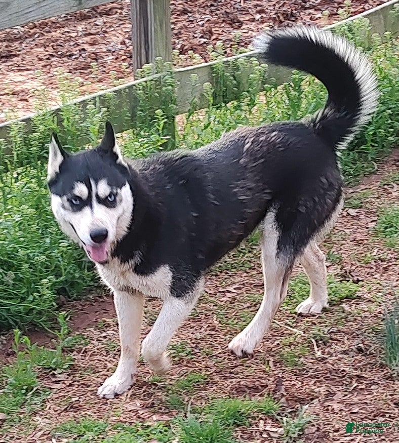 Siberian Husky dogs Mandy - Ad 41