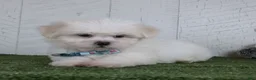 Teddy Bear dogs for sale: Benson - Ad 5