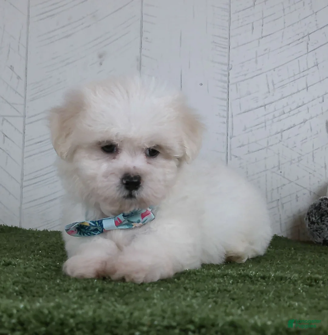 Teddy Bear dogs for sale: Benson - Ad 5