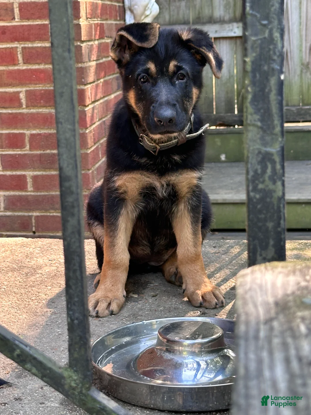 German Shepherd dogs for sale: German Shepherd 5 - Ad 2