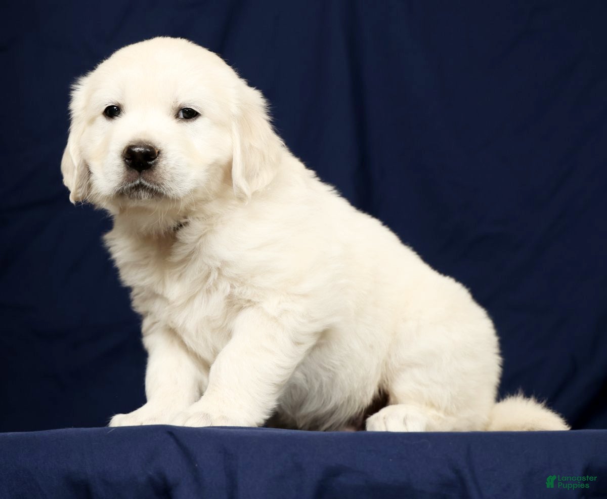 Golden Retriever dogs Thor - Ad 2