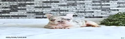 French Bulldog dogs for sale: Lettie - Ad 3
