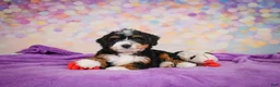 Mini Bernedoodle dogs for sale: Sandy - Ad 9