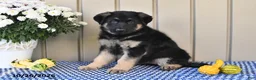 German Shepherd dogs for sale: Megan - Ad 5