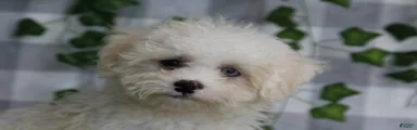 Price