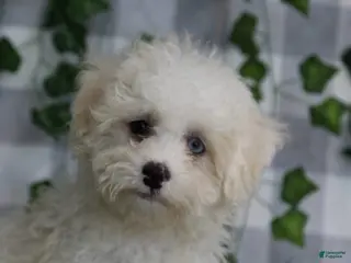 Maltipoo dogs Price - Ad 6