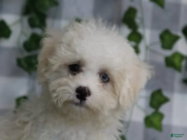 Maltipoo dogs for sale: Price - Ad 29