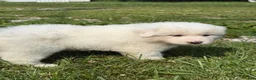 Great Pyrenees dogs for sale: Mrs Green  - Ad 3