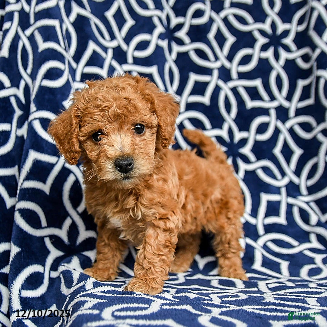 Bichpoo dogs for sale: Rex - Ad 2