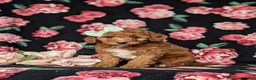 Mini Goldendoodle dogs for sale: Tawnie 9 lbs Full Grown - Ad 3