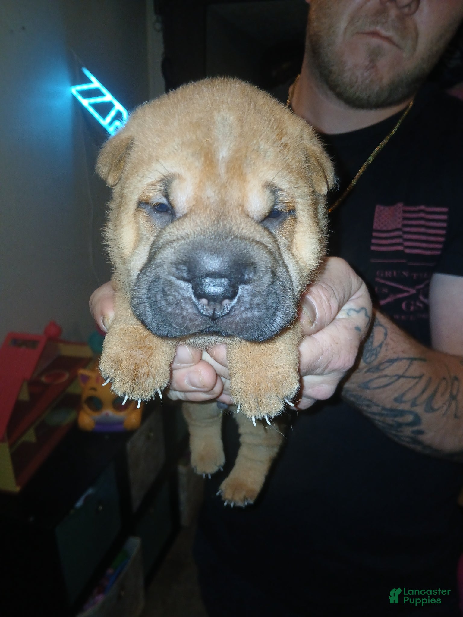 Shar Pei dogs Shar Pei Puppy 2 - Ad 4