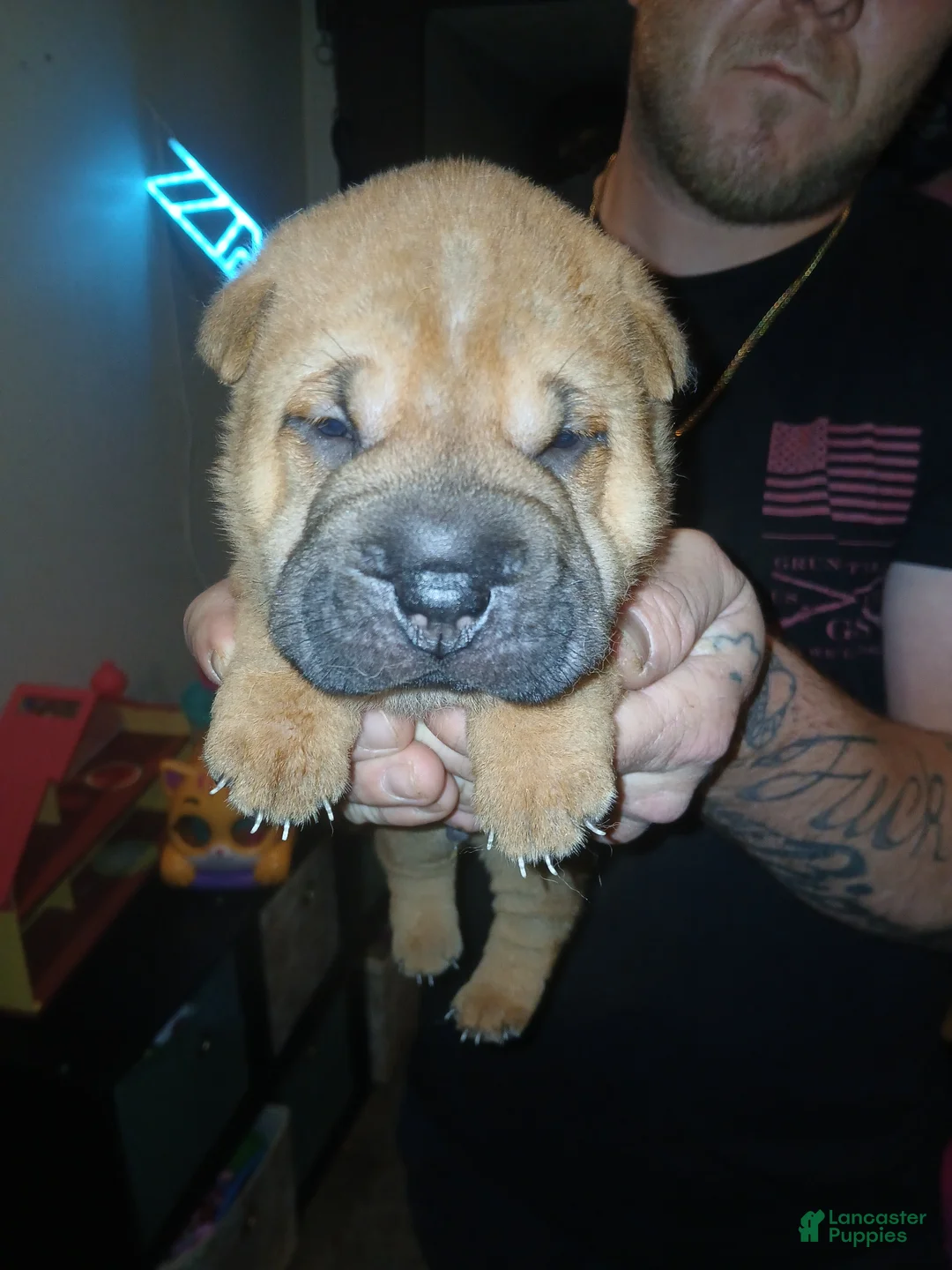 Shar Pei dogs for sale: Shar Pei Puppy 2 - Ad 1