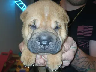 Shar Pei dogs Shar Pei Puppy 2 - Ad 4