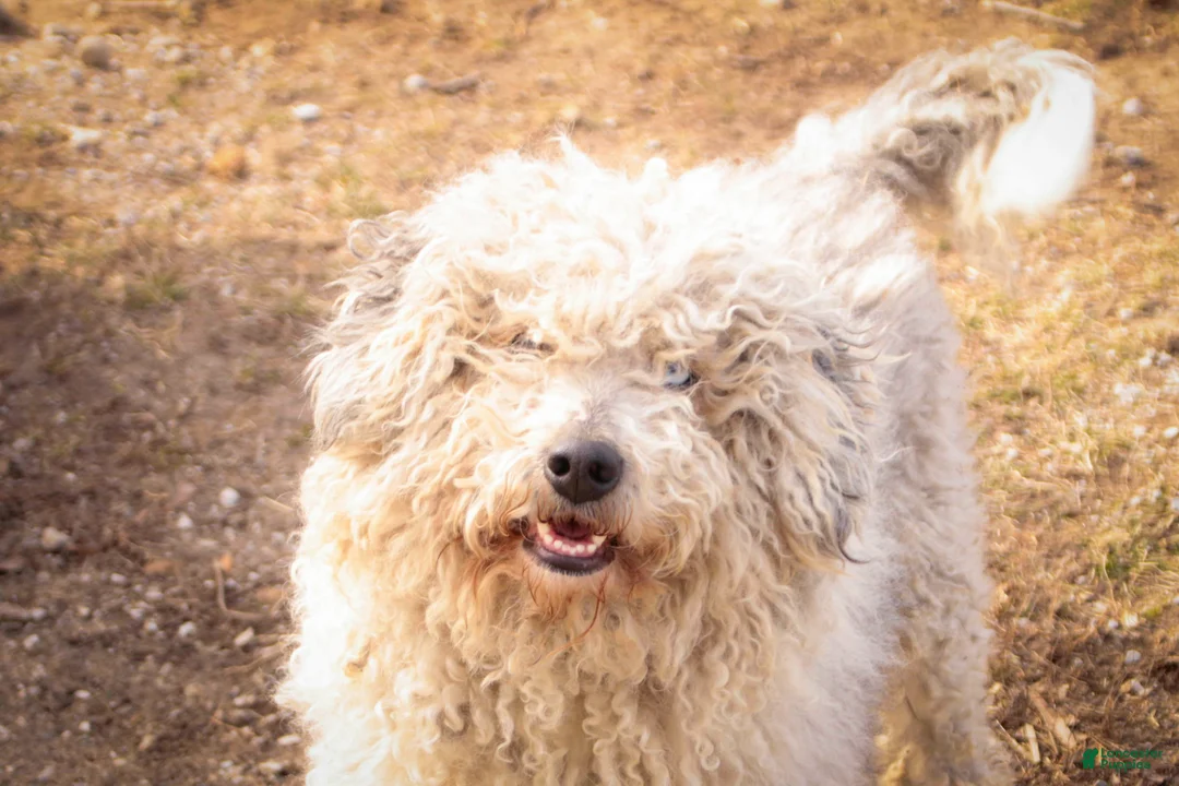 Bernedoodle dogs for sale: Penelope - Ad 16