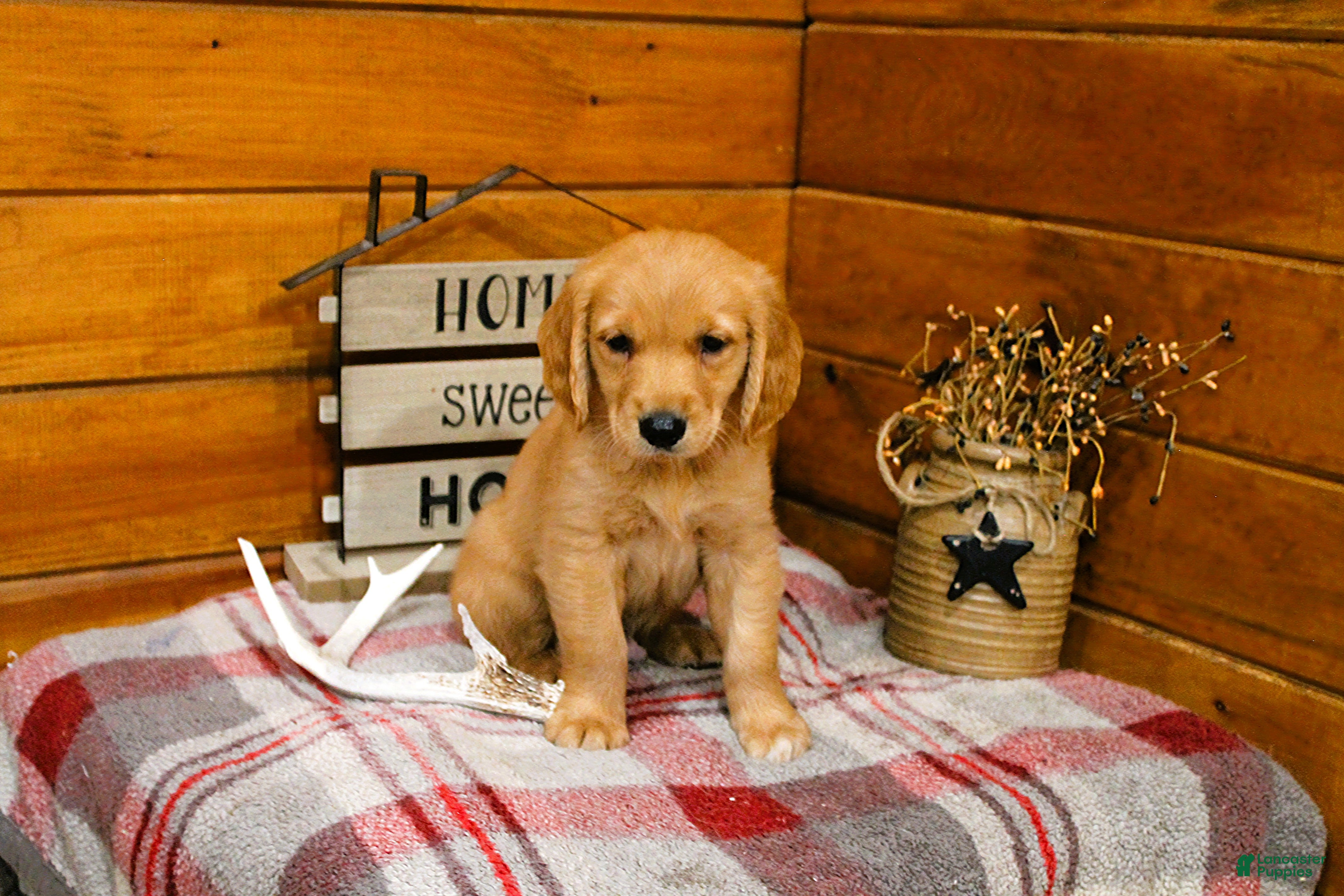 Golden Retriever dogs Rusty - Ad 1