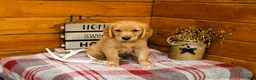 Golden Retriever dogs for sale: Rusty - Ad 1
