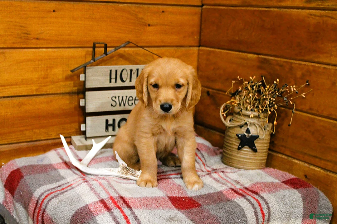 Golden Retriever dogs for sale: Rusty - Ad 1