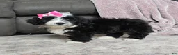 Mini Bernedoodle dogs for sale: Mini Wendy - Ad 18