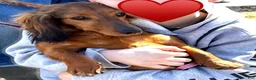 Miniature Dachshund dogs for sale: Long haired mini *Toes* - Ad 2