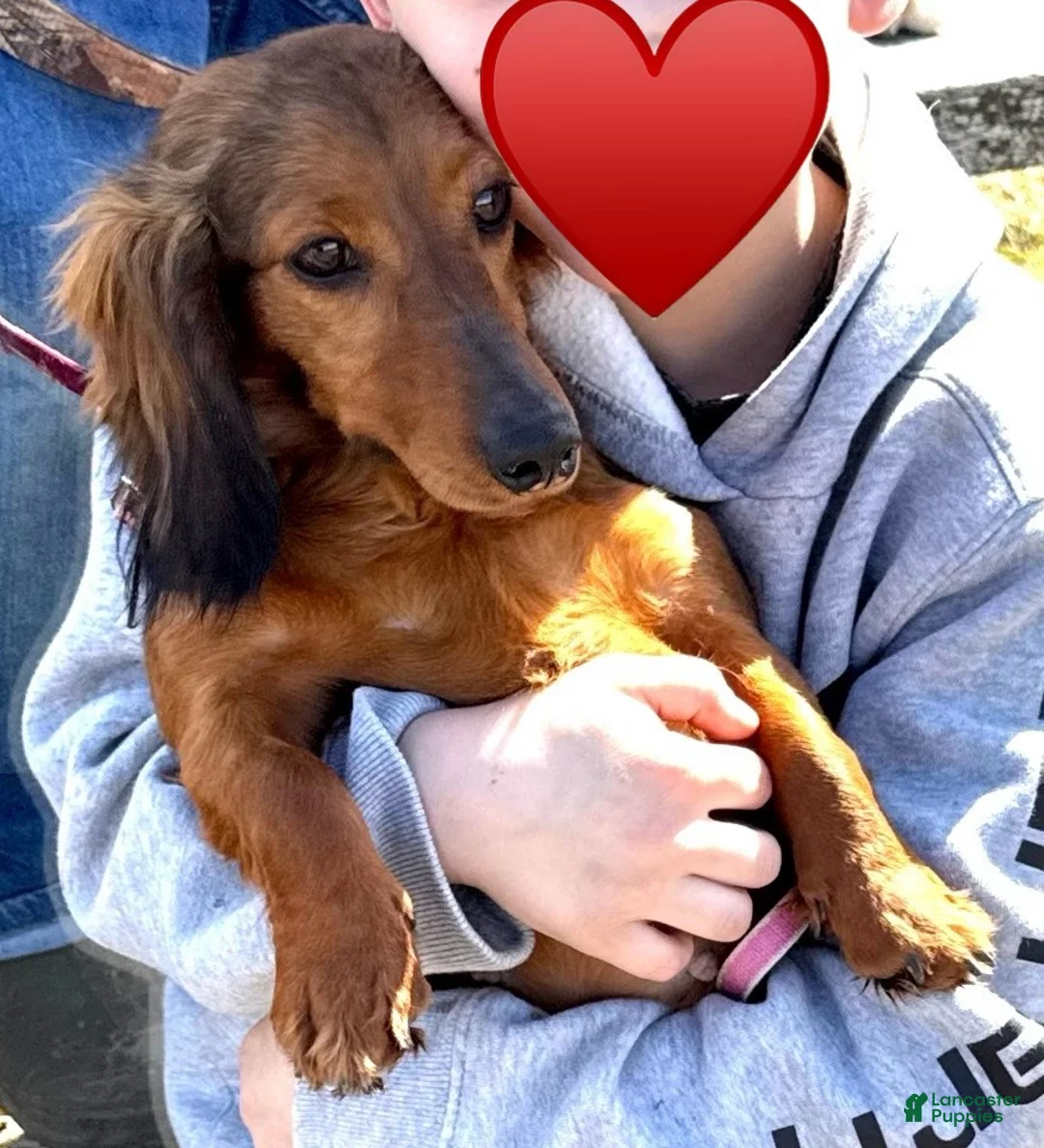 Miniature Dachshund dogs for sale: Long haired mini *Toes* - Ad 2