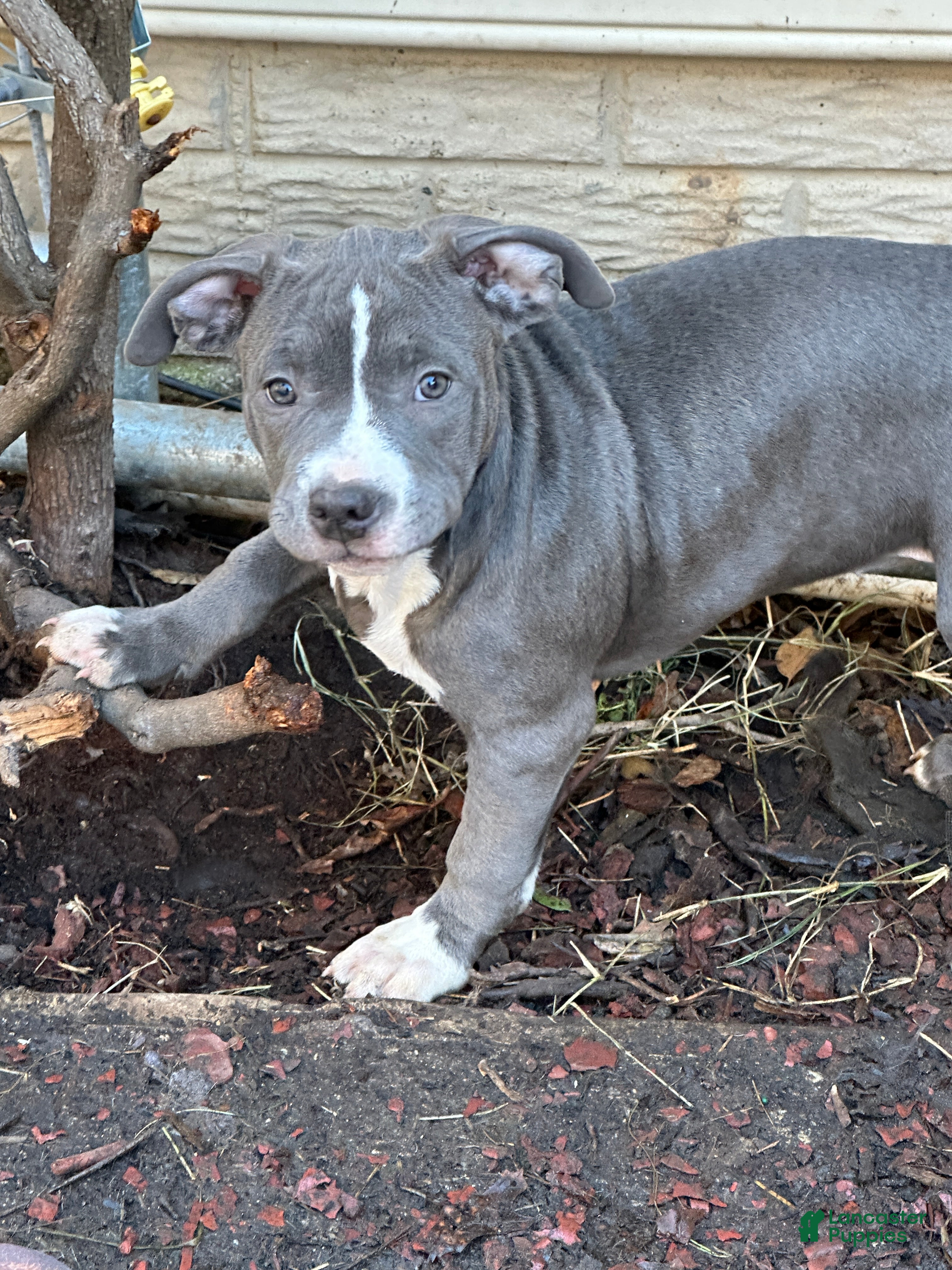 American Bully dogs Bella (Yellow) ABKC Blue - A Great Christmas Present! - Ad 10