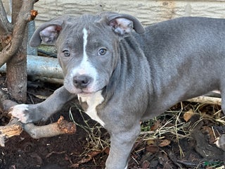 American Bully dogs Bella (Yellow) ABKC Blue - A Great Christmas Present! - Ad 11