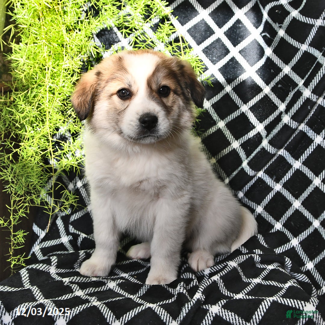 Great Pyrenees dogs for sale: Haley - Ad 1