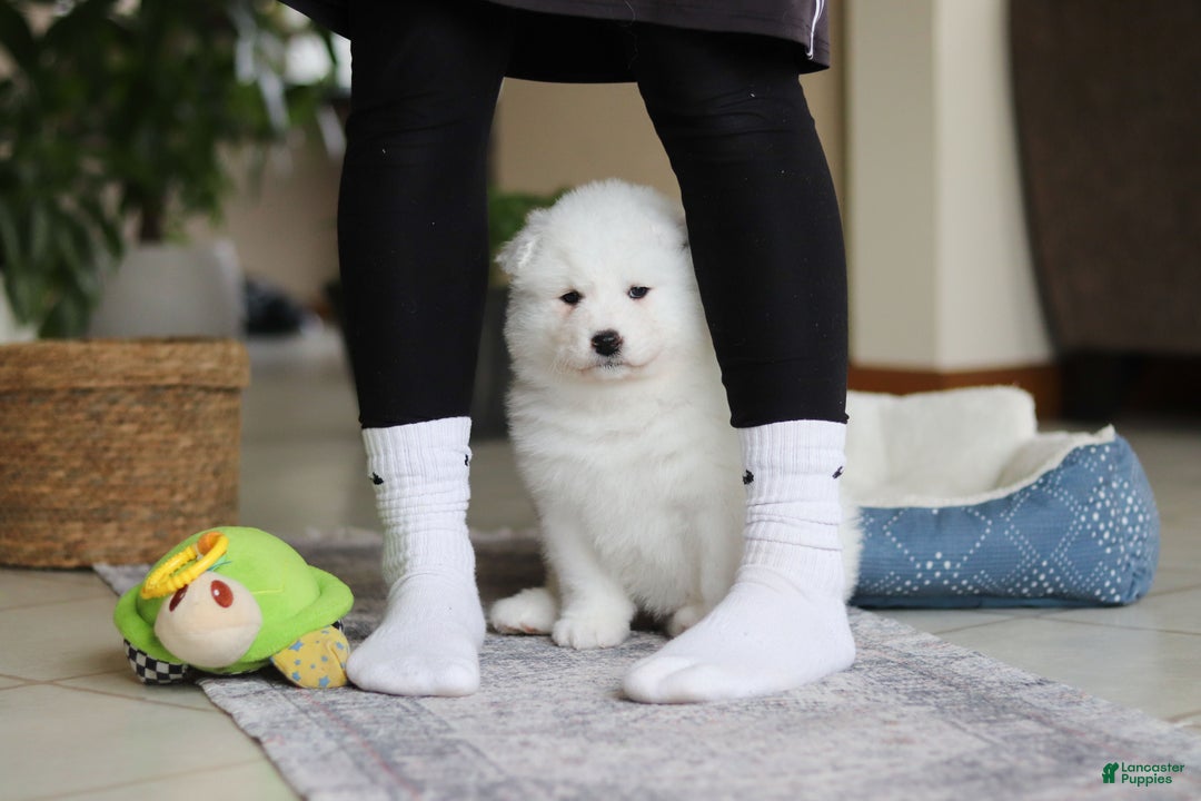 Samoyed dogs for sale: June - Ad 8