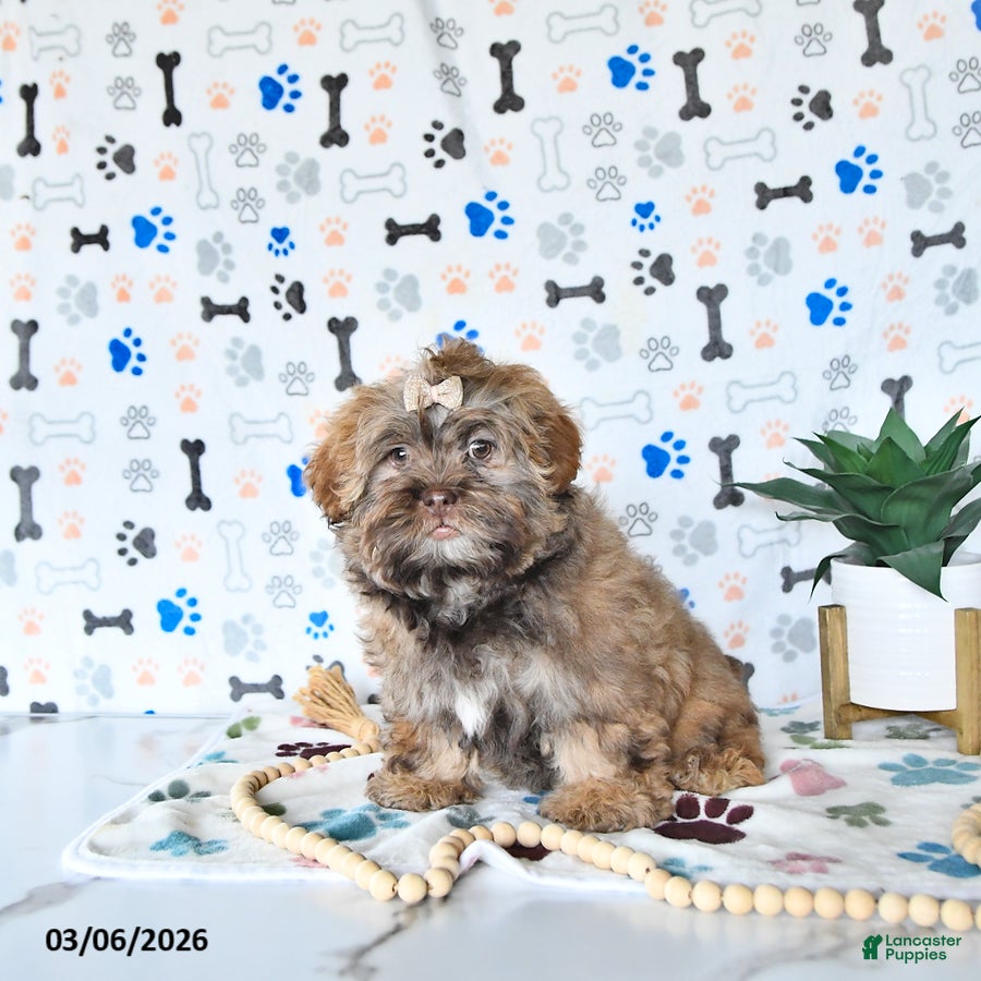 Shihpoo dogs Hazel - Ad 1