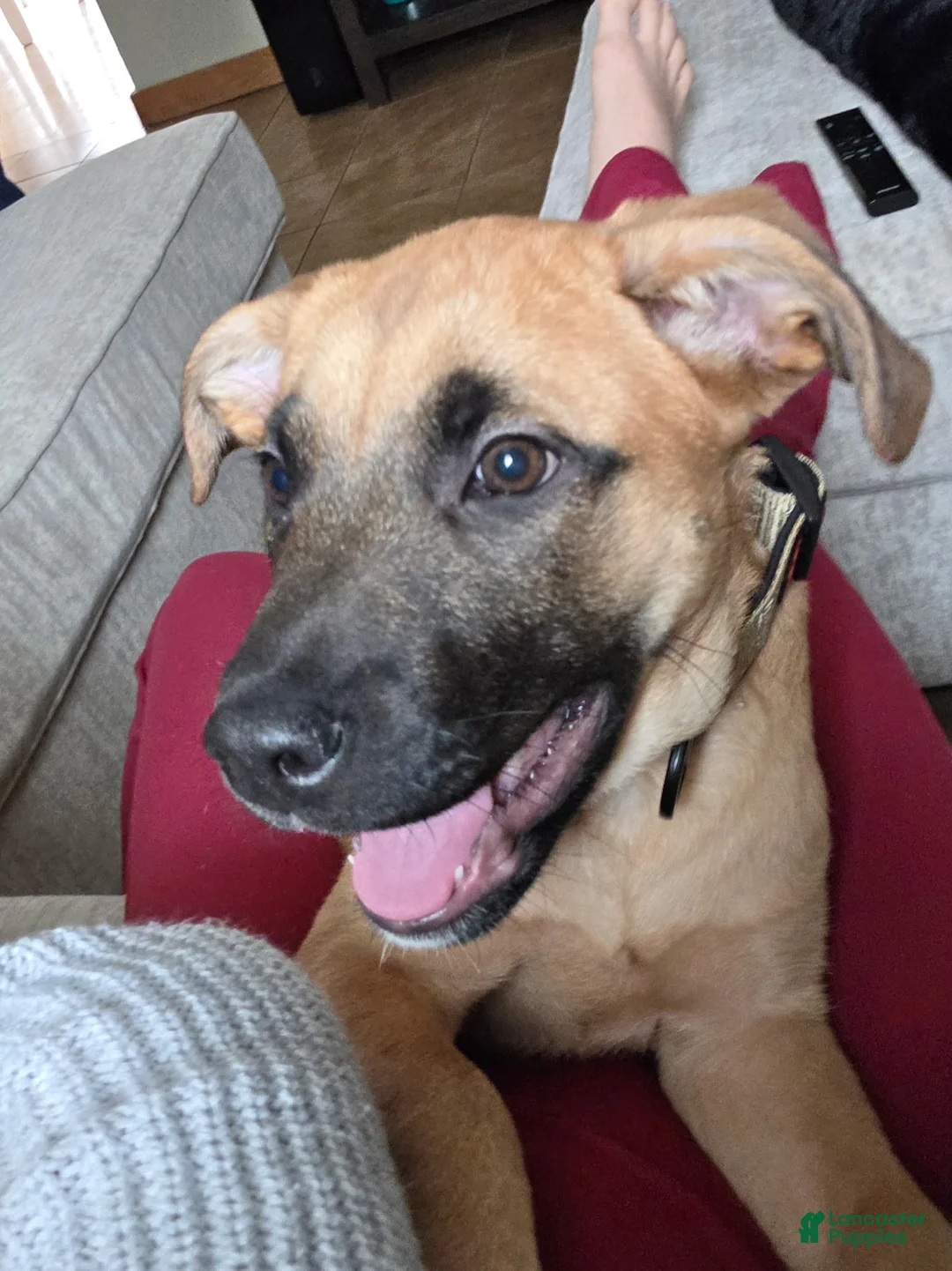 Rhodesian Ridgeback dogs for sale: Rhodesian Ridgeback Puppy 1 - Ad 6