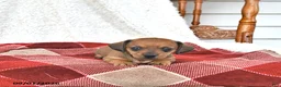 Miniature Dachshund dogs for sale: Callie - Ad 3