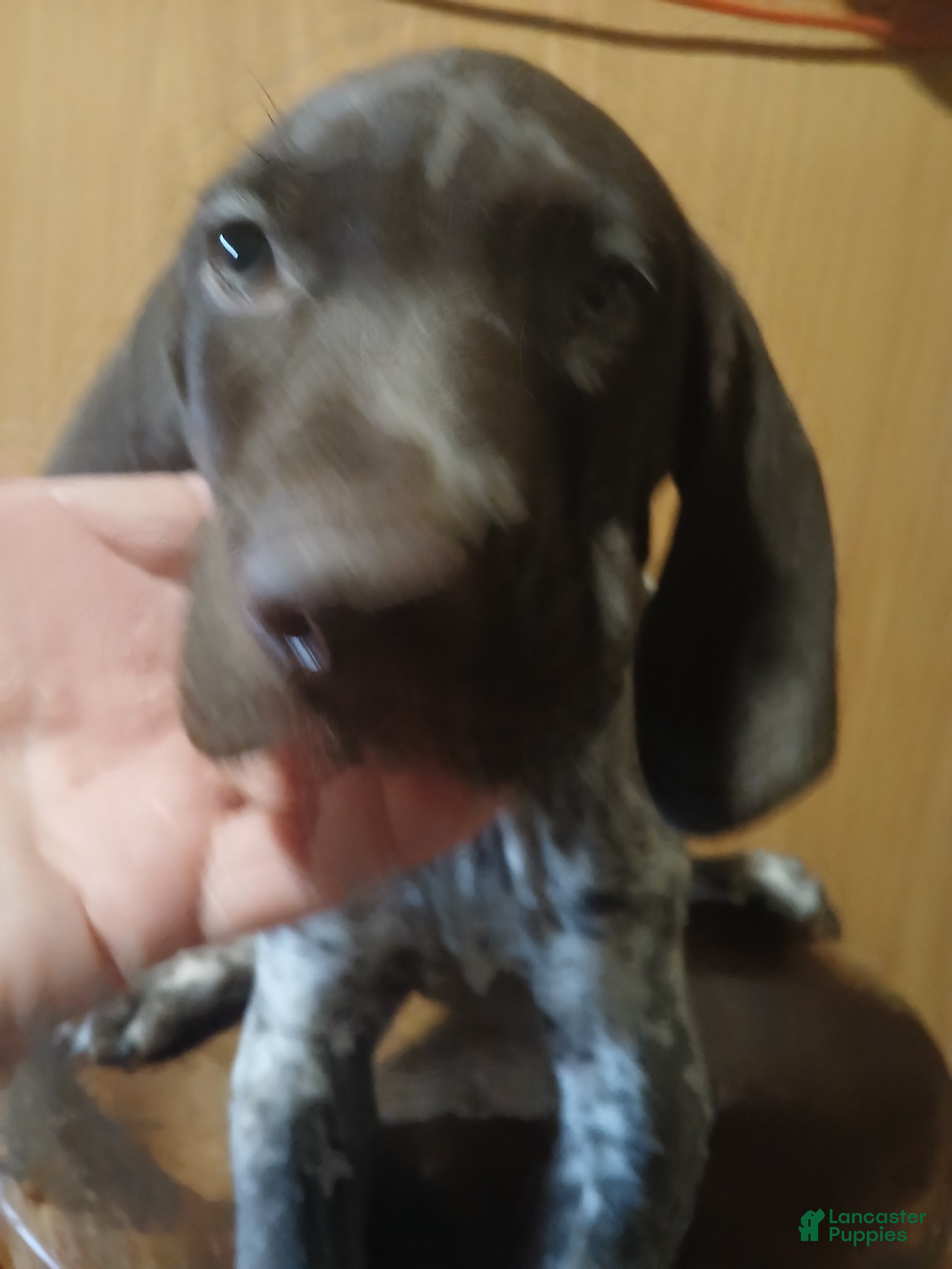 German Shorthaired Pointer dogs German Shorthaired Pointer 1 - Ad 1