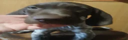 German Shorthaired Pointer dogs for sale: German Shorthaired Pointer 1 - Ad 1